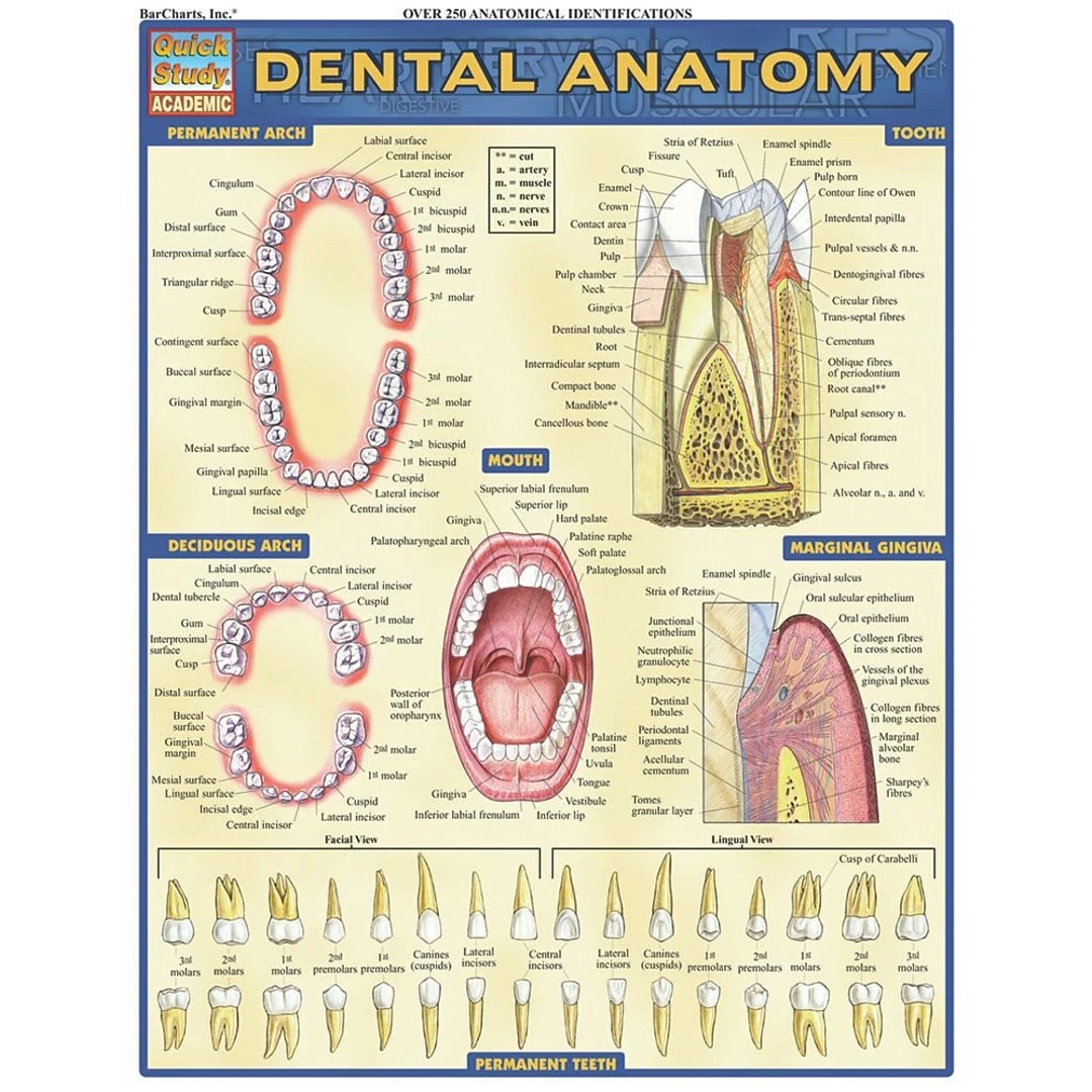 BarCharts, Inc. QuickStudy® Dental Anatomy Poster Reference Set (9781423230793) - Image 2