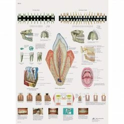 3B Scientific® Anatomical Charts; Teeth, Laminated