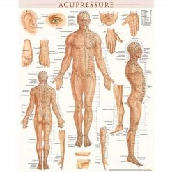 BarCharts, Inc. QuickStudy® Acupressure Poster Reference Set (9781423230762)