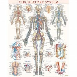 BarCharts, Inc. QuickStudy® Circulatory Poster Reference Set (9781423230786)