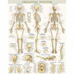 BarCharts, Inc. QuickStudy® Skeletal System Poster Reference Set (9781423230748)