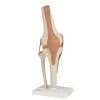 3B Scientific Anatomical Model, Functional Knee Joint