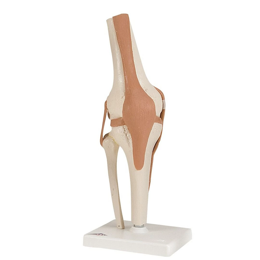 3B Scientific Anatomical Model, Functional Knee Joint